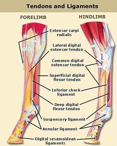Tendons and Ligaments of a horse  