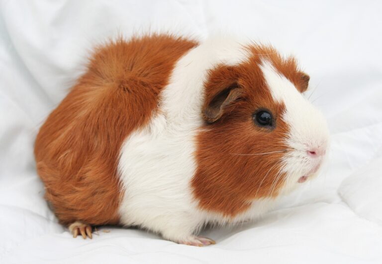 How Long do Guinea Pigs Live? Let’s Find Out